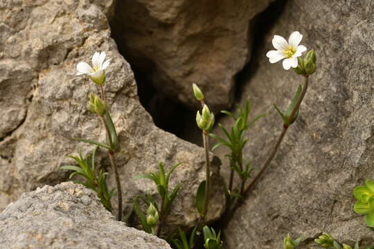 Plancia ëd Cerastium arvense subsp. suffruticosum (L.) Nym.