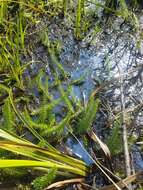 Image of Mare's Tail