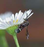 Imagem de Micrapion bilineatum Kriechbaumer 1894