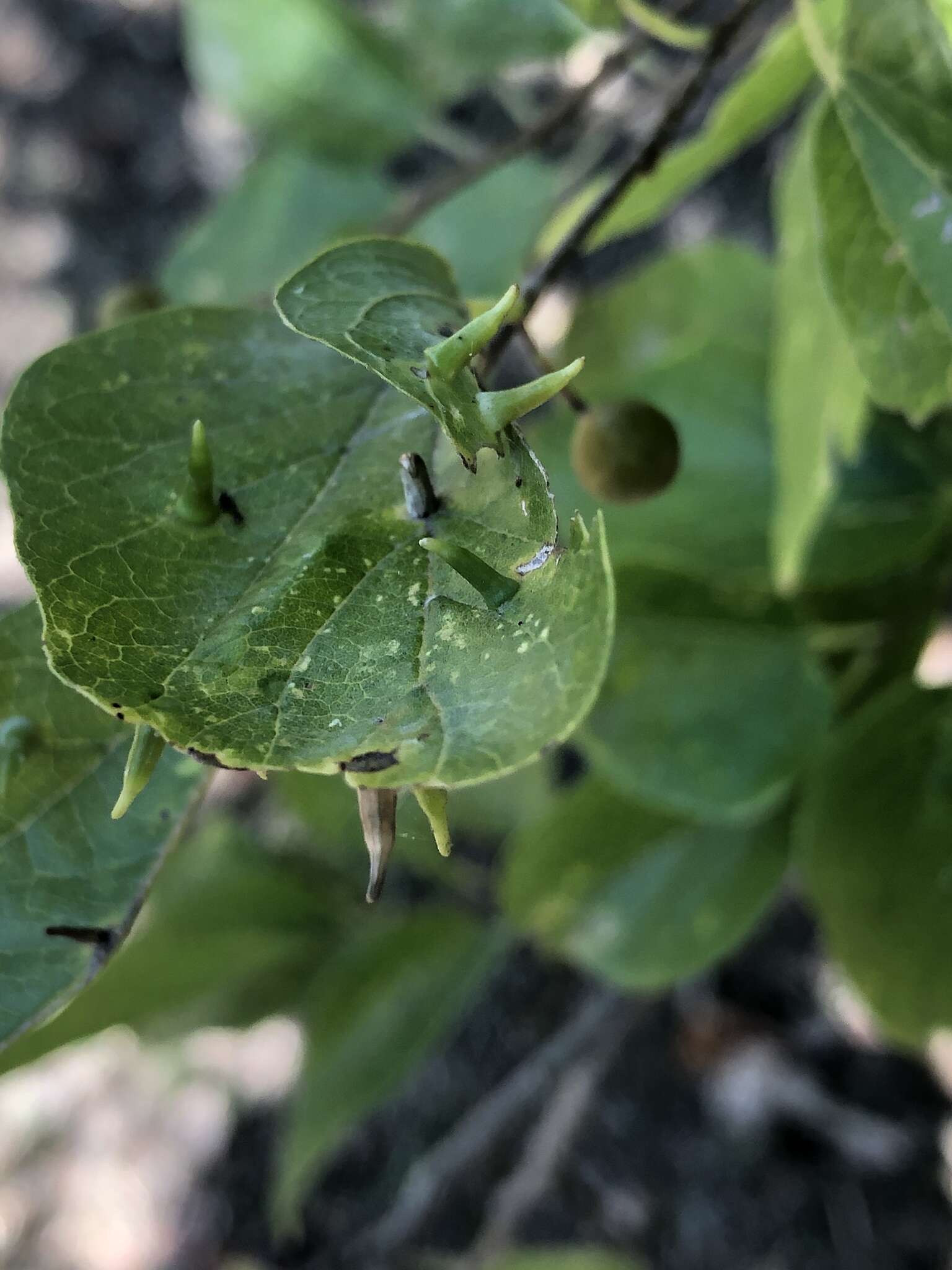 Image of <i>Celticecis subulata</i>