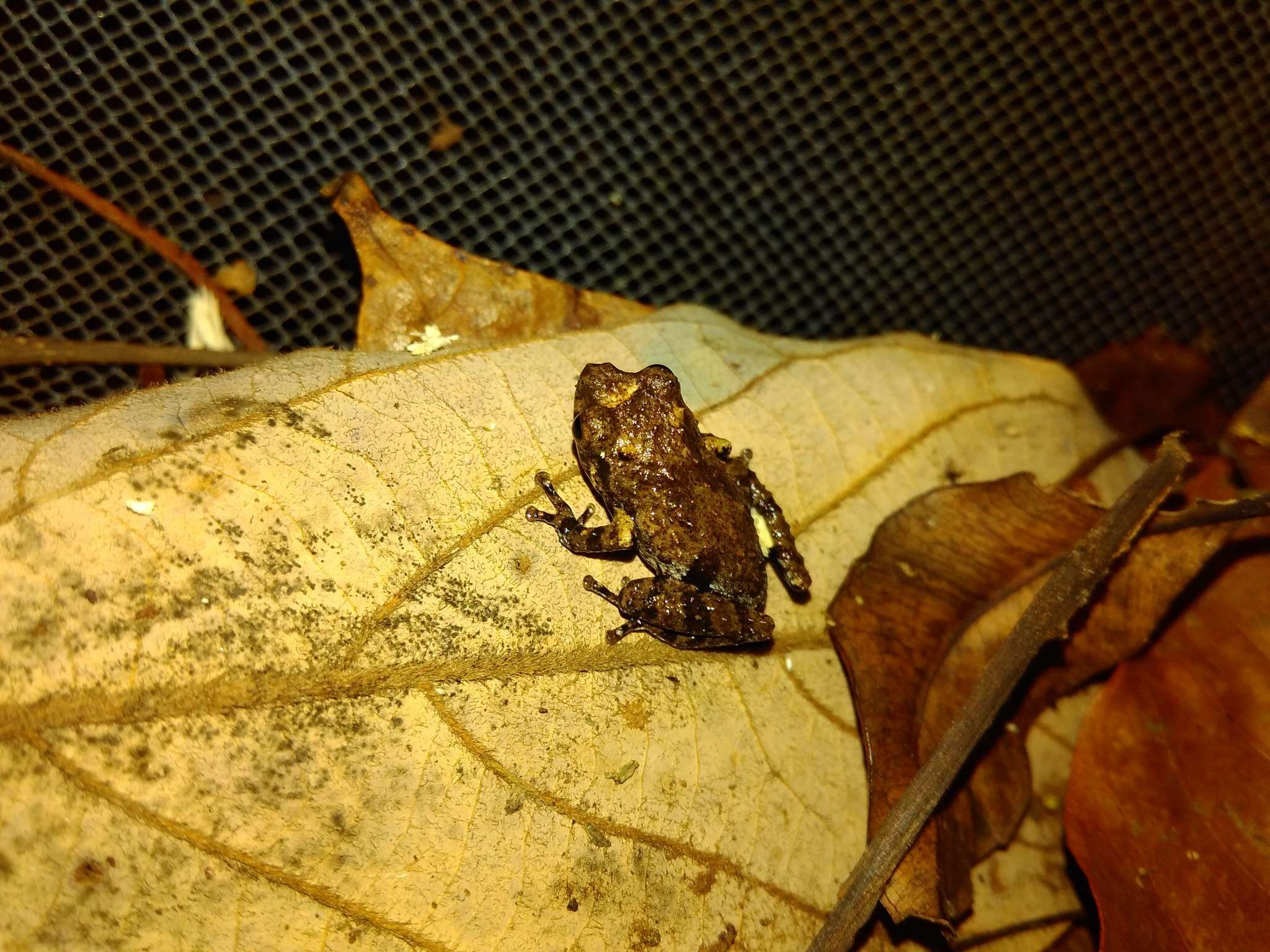 Image of Kudremukh bush frog