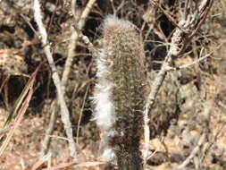 Image of Pilosocereus alensis (F. A. C. Weber ex Rol.-Goss.) Byles & G. D. Rowley