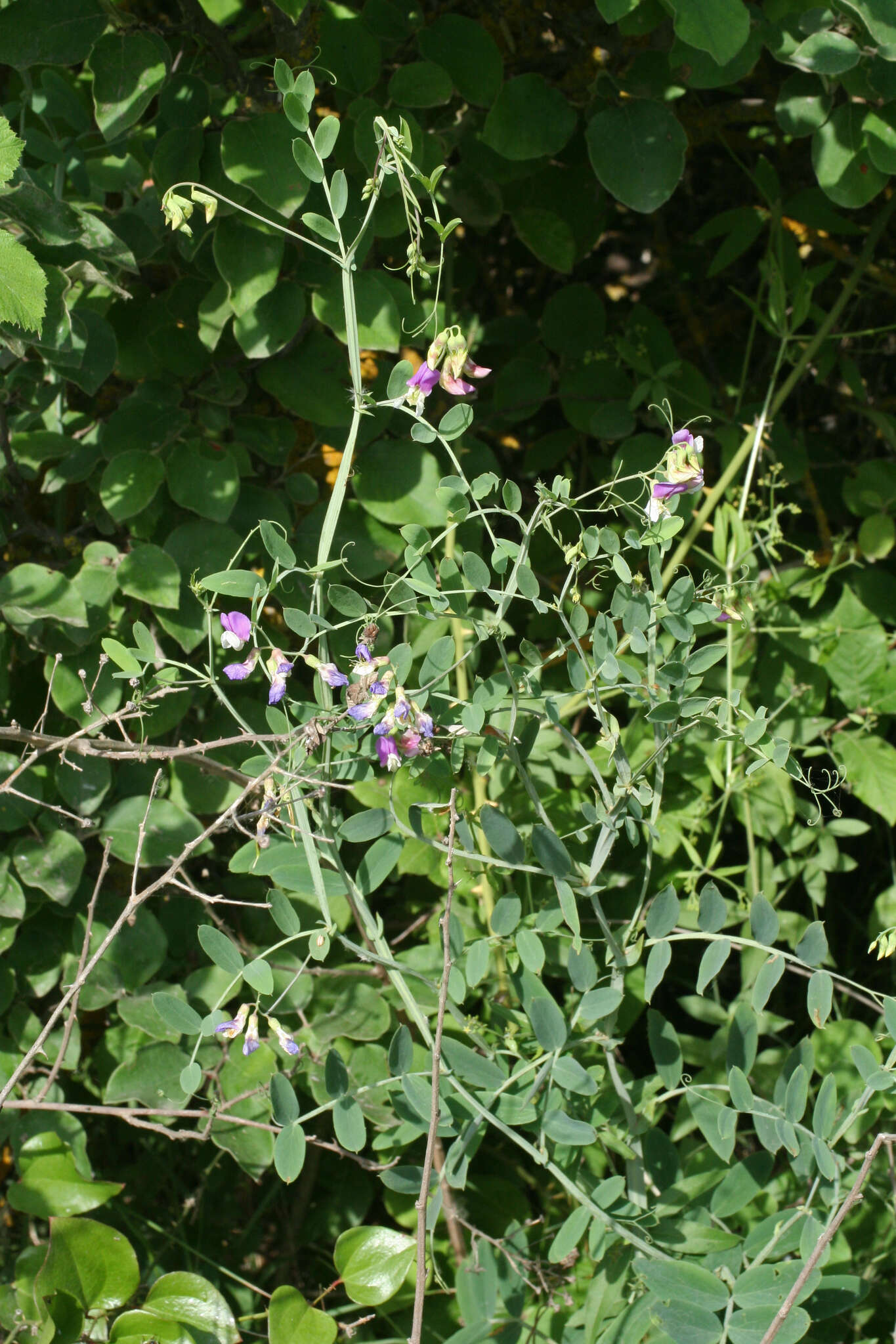 Lathyrus incurvus (Roth) Willd. resmi