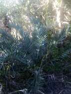 Image of Bushman's River Cycad