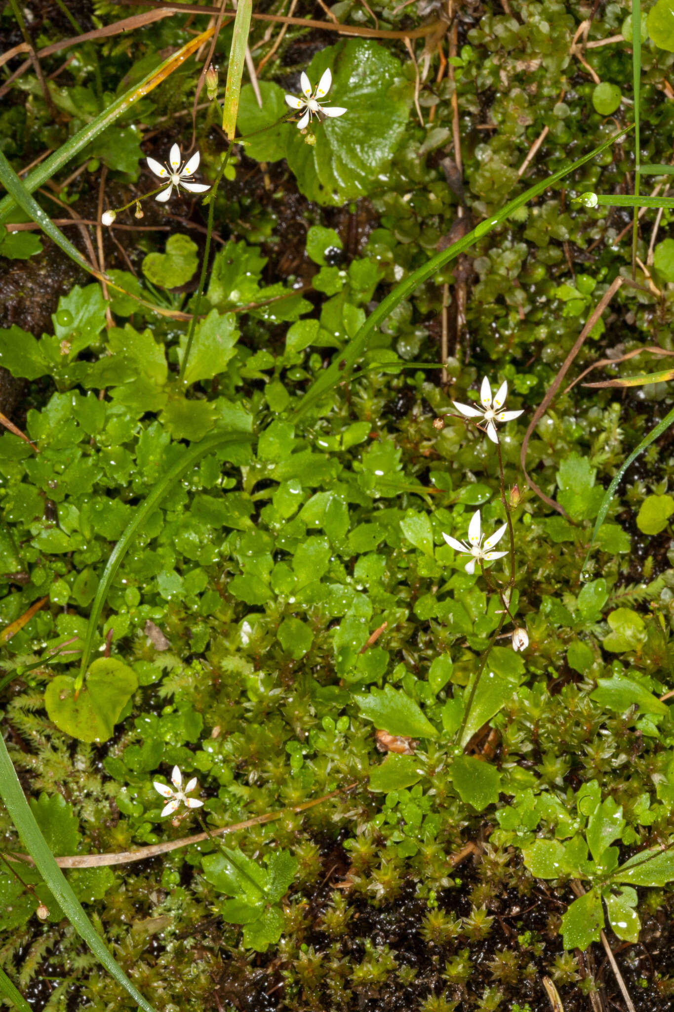 Image of Saxifraga cuneifolia L.