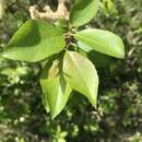 Image de Salix taraikensis Kimura