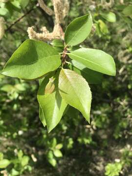 Image of Salix taraikensis Kimura