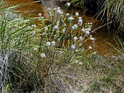 Image of Lachnaea filamentosa (Thunb.) Meissn.