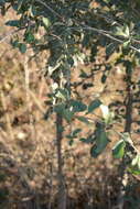 Image of Ehretia rigida subsp. nervifolia Retief & A. E. van Wyk