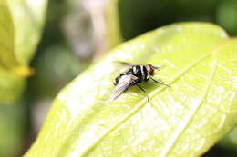 Image of Trigonospila cingulata (Macquart 1851)