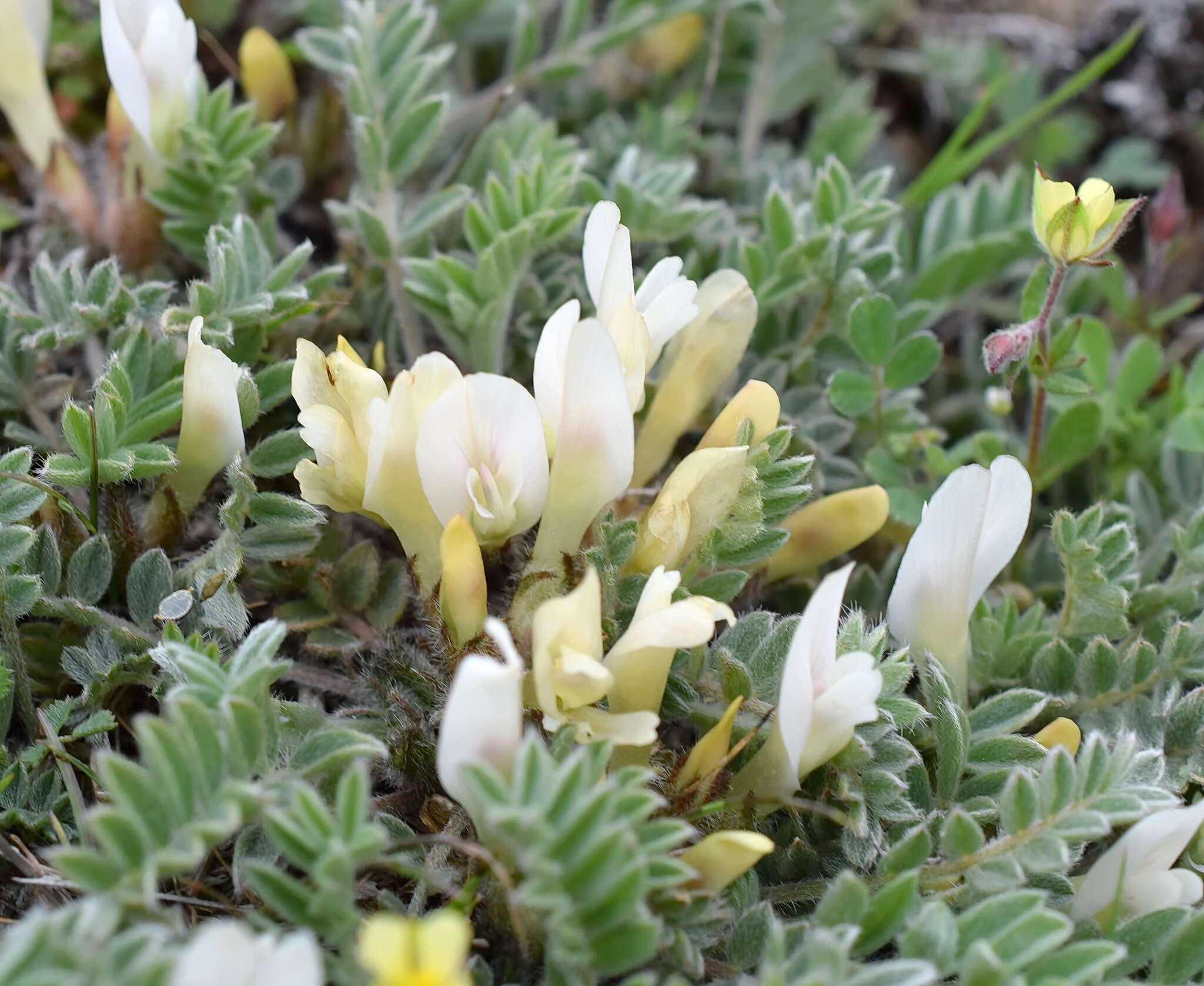 Image of Astragalus rupifragus Pall.