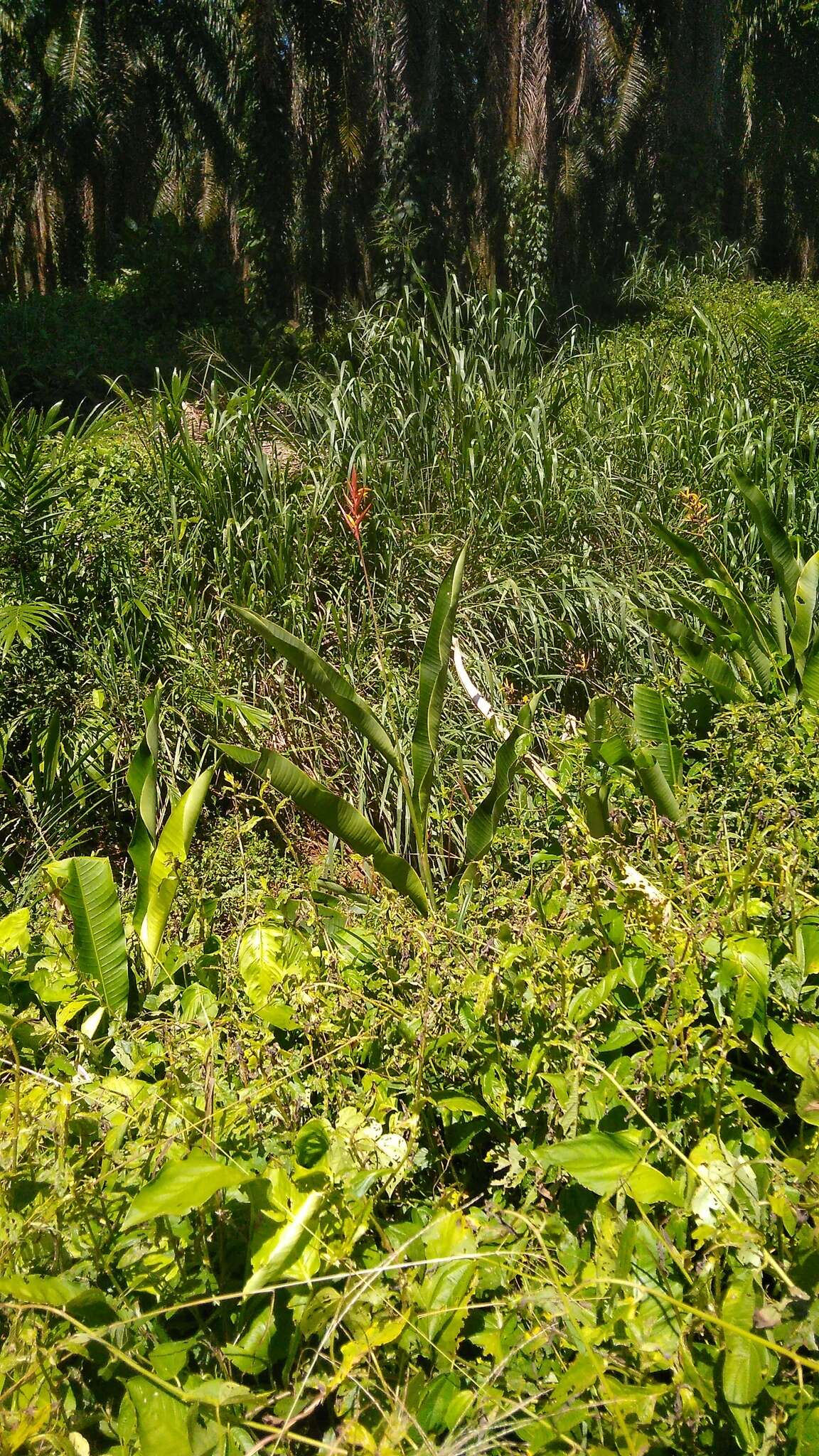 Image of Heliconia osaensis Cufod.