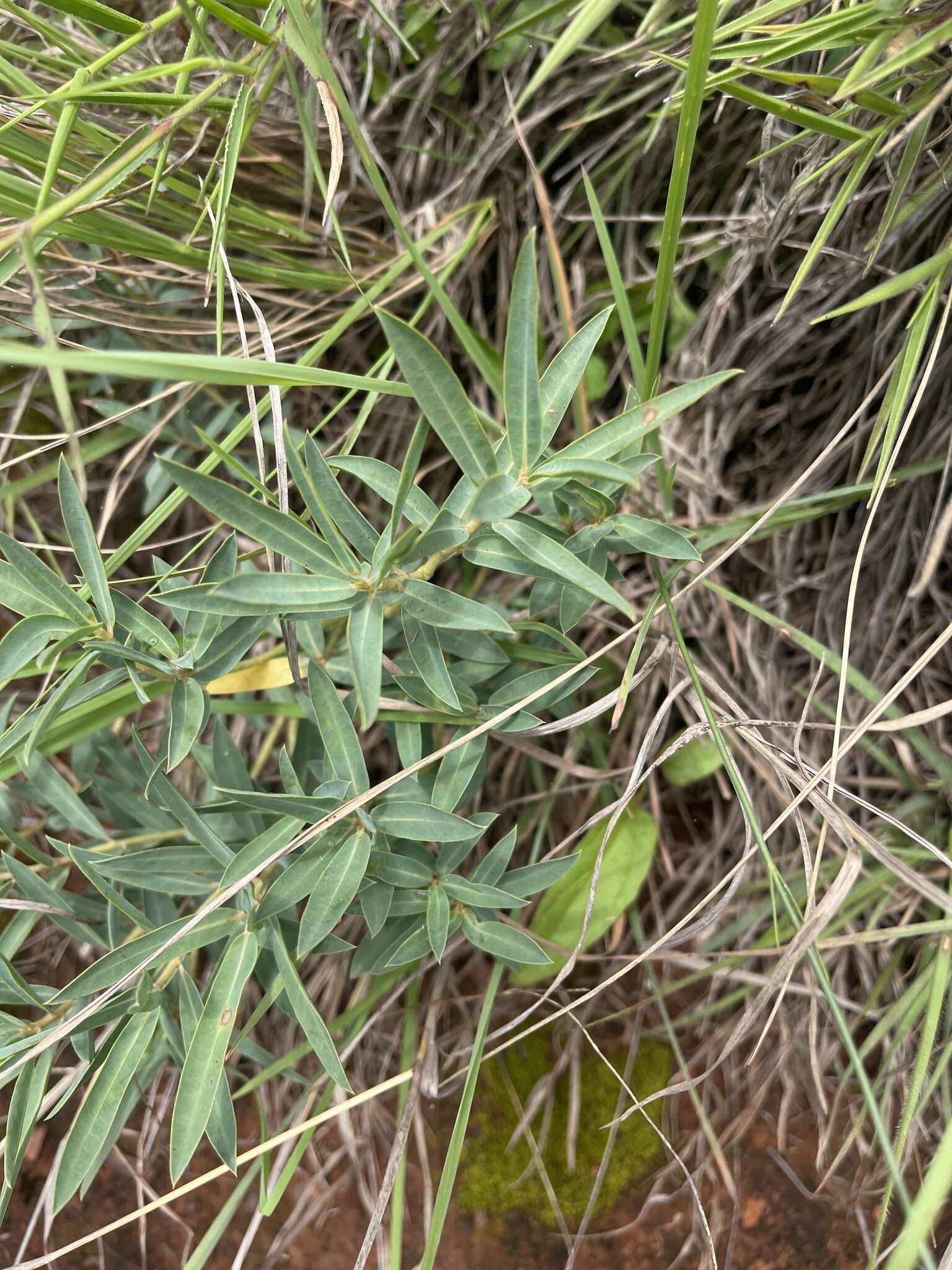 Image of Euphorbia gueinzii Boiss.