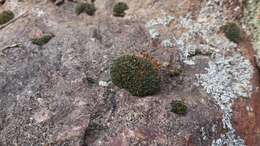 Image of oval dry rock moss