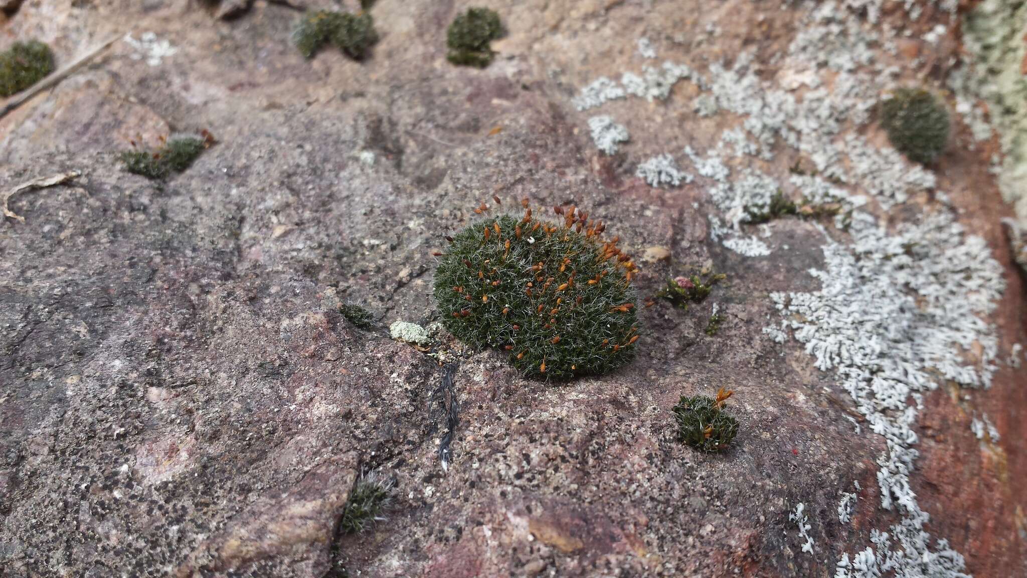 Image of oval dry rock moss