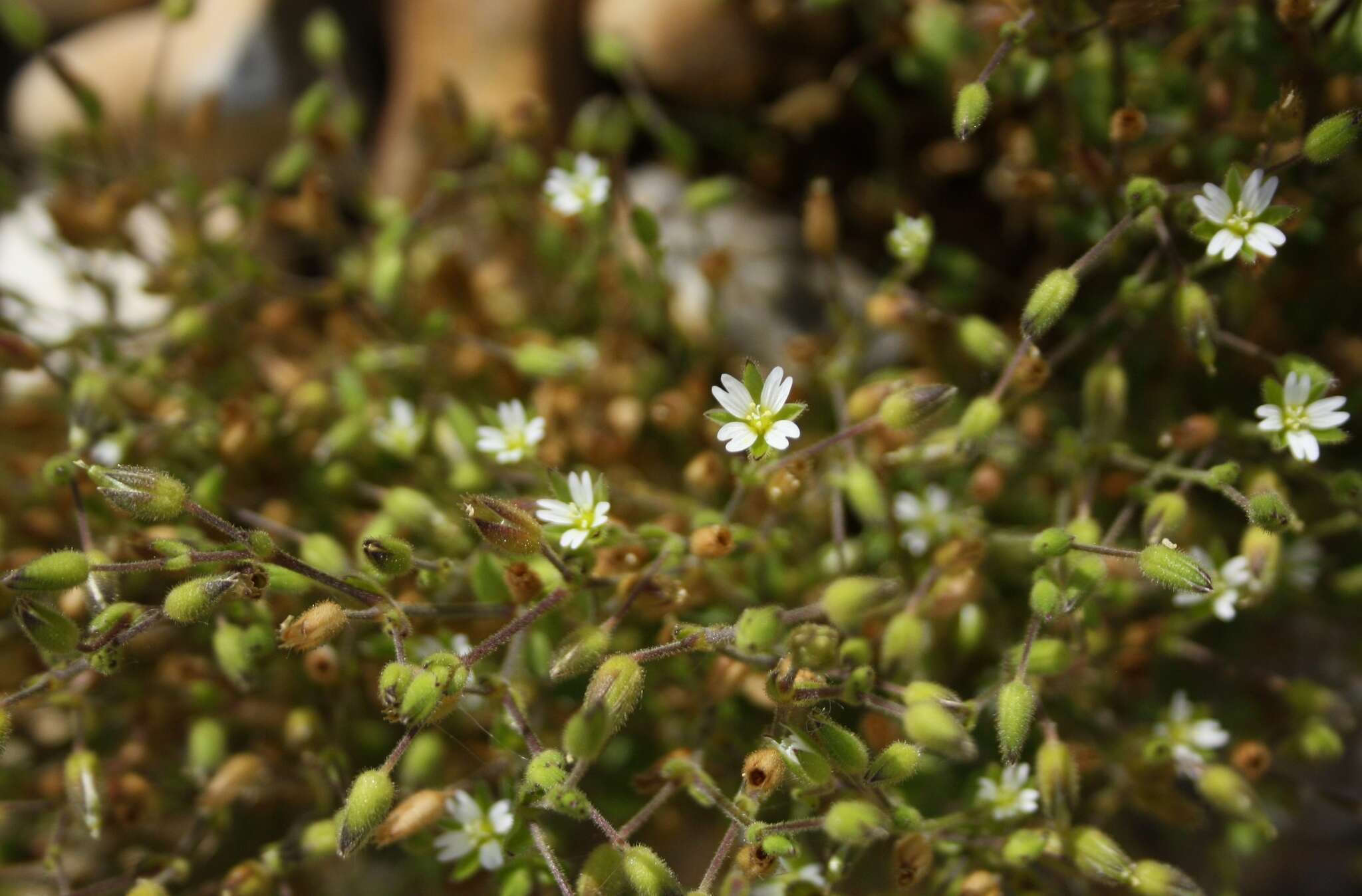 Plancia ëd Cerastium diffusum Pers.