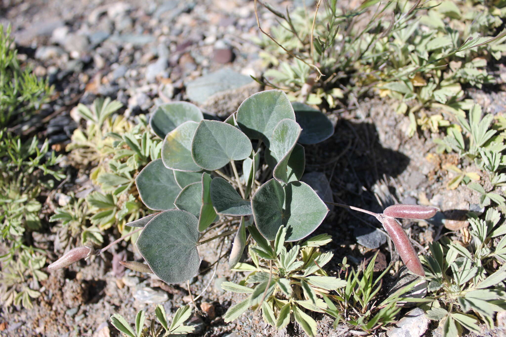 Image of Gueldenstaedtia monophylla Fisch.