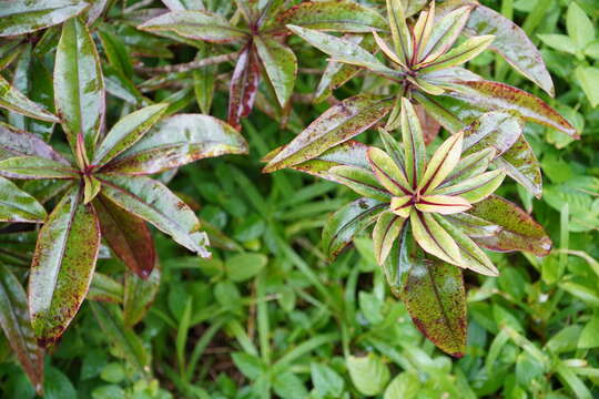 Image of Foetidia mauritiana Lam.