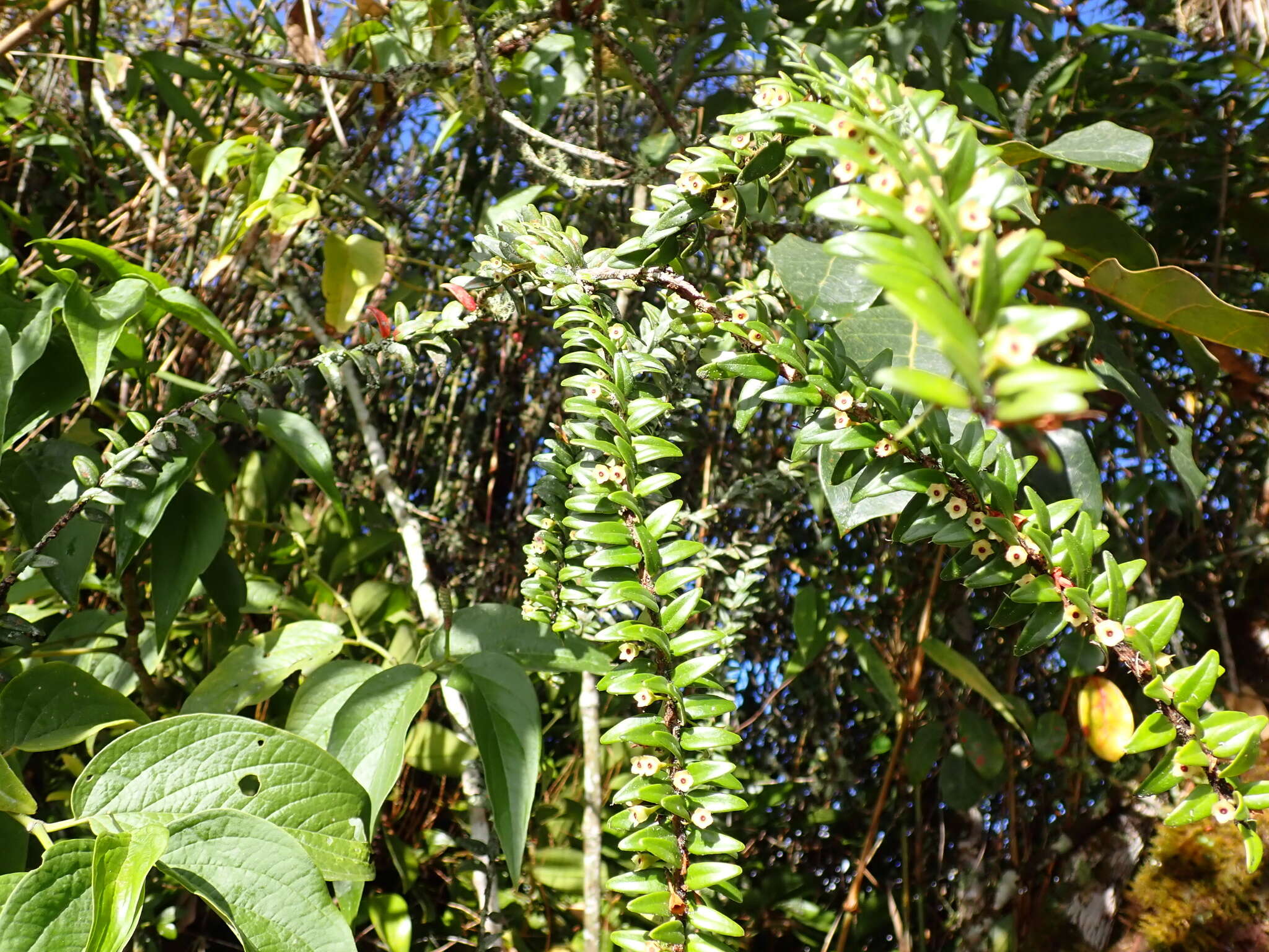 Image of Demosthenesia pearcei (Britton) A. C. Sm.