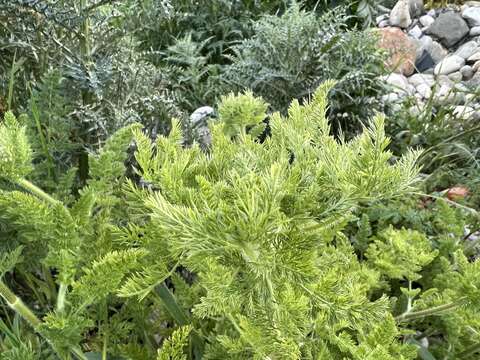 Image of Daucus muricatus (L.) L.