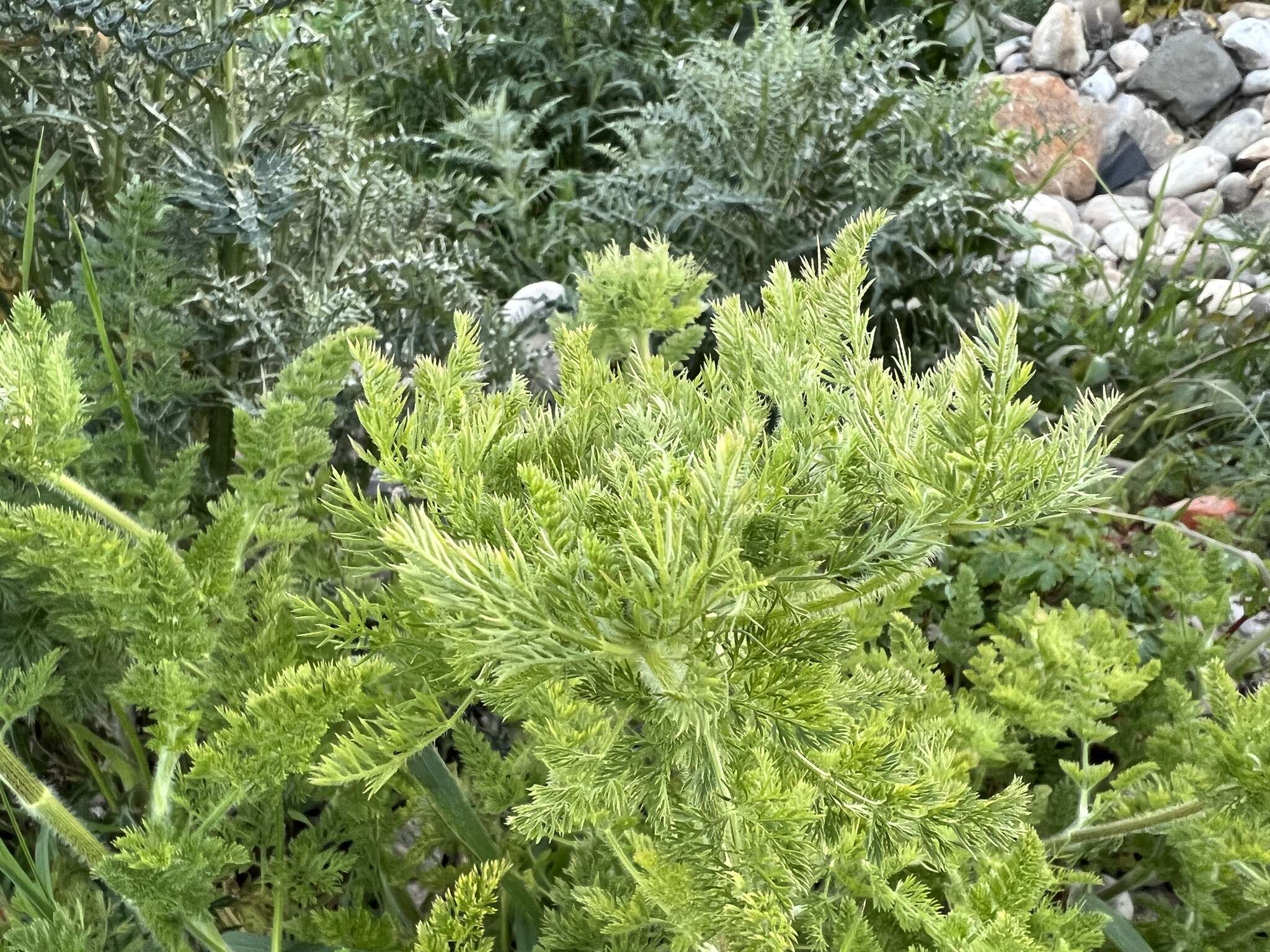 Imagem de Daucus muricatus (L.) L.