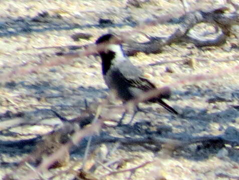 Plancia ëd Melaniparus cinerascens cinerascens (Vieillot 1818)