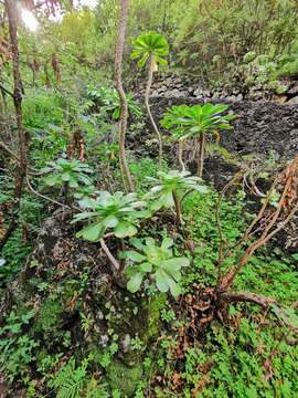 Image of saucer-plant