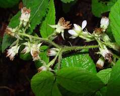 Image of Rubus angloserpens E. S. Edees & A. Newton