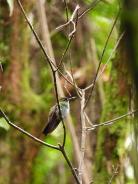 Image of Western Emerald