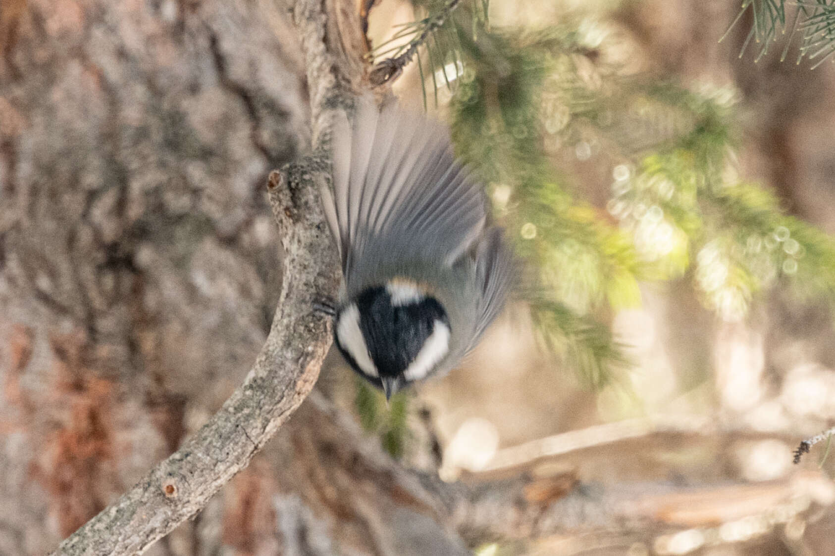 Image of Rufous-naped Tit