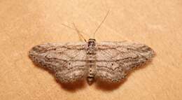 Imagem de Idaea calunetaria Staudinger 1859