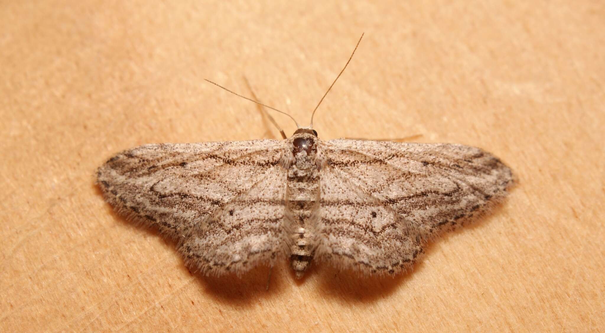 Imagem de Idaea calunetaria Staudinger 1859