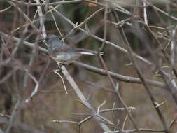 Image of White-winged Junco