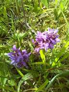 Image of Dactylorhiza praetermissa subsp. praetermissa