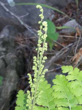 Image of Anemia tomentosa (Sav.) Sw.