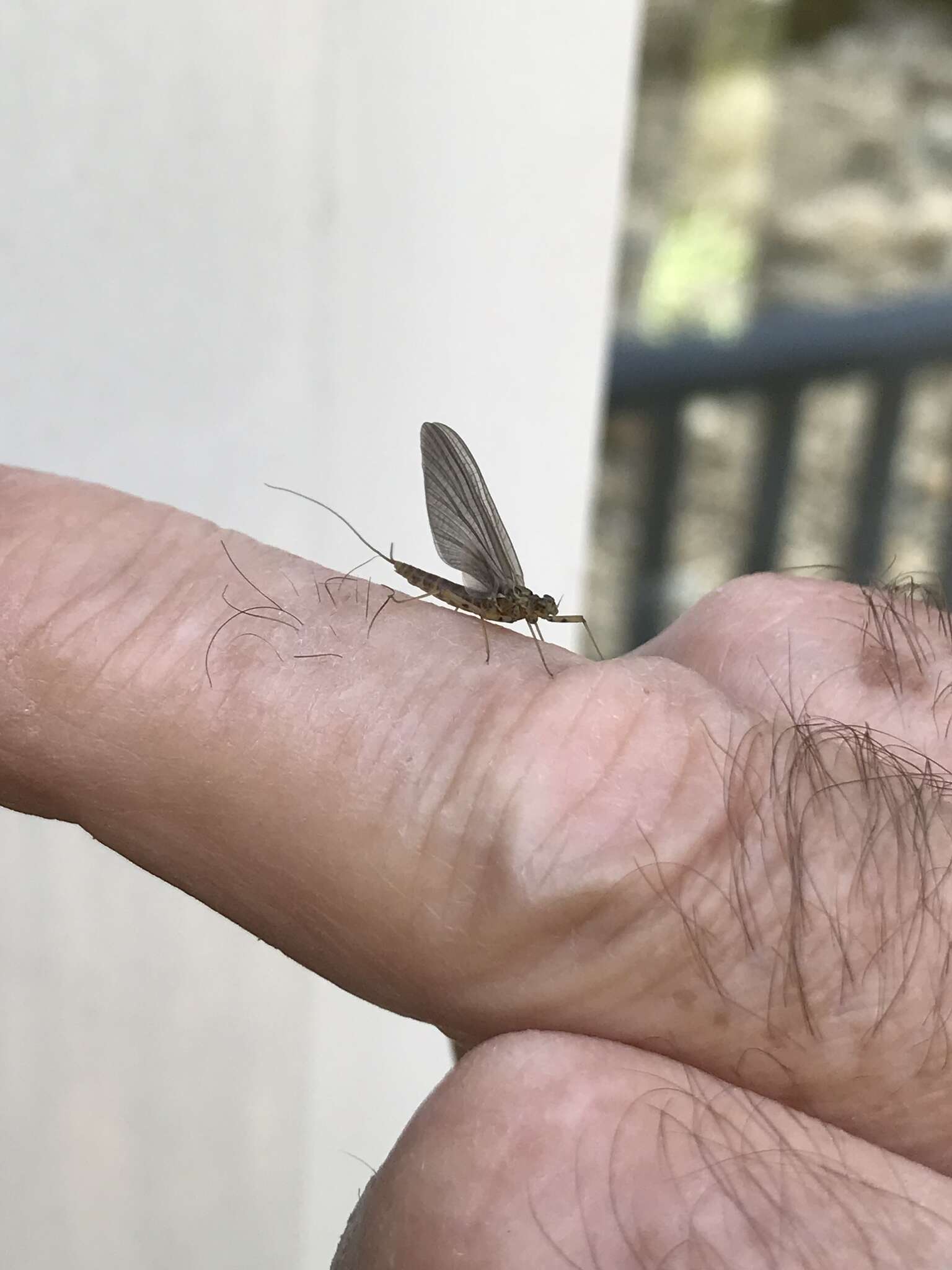 Epeorus pleuralis (Banks 1910) resmi