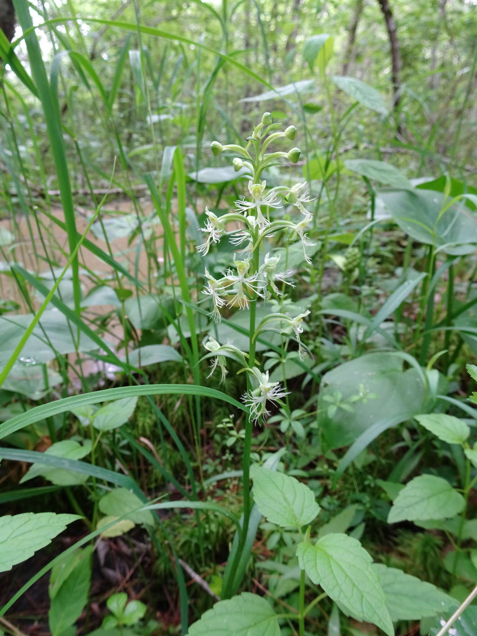 Platanthera lacera (Michx.) G. Don resmi