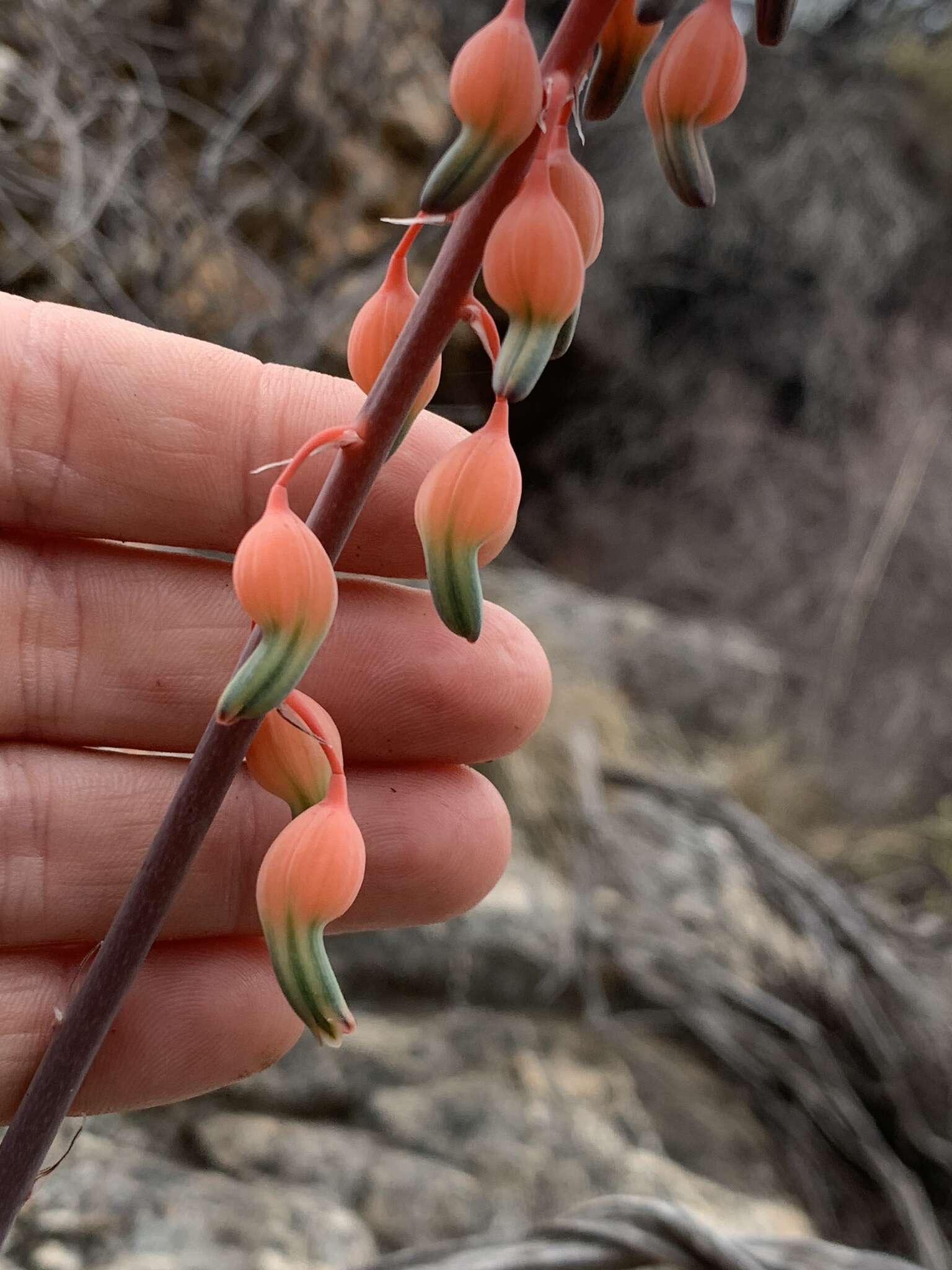 Image of Gasteria vlokii van Jaarsv.