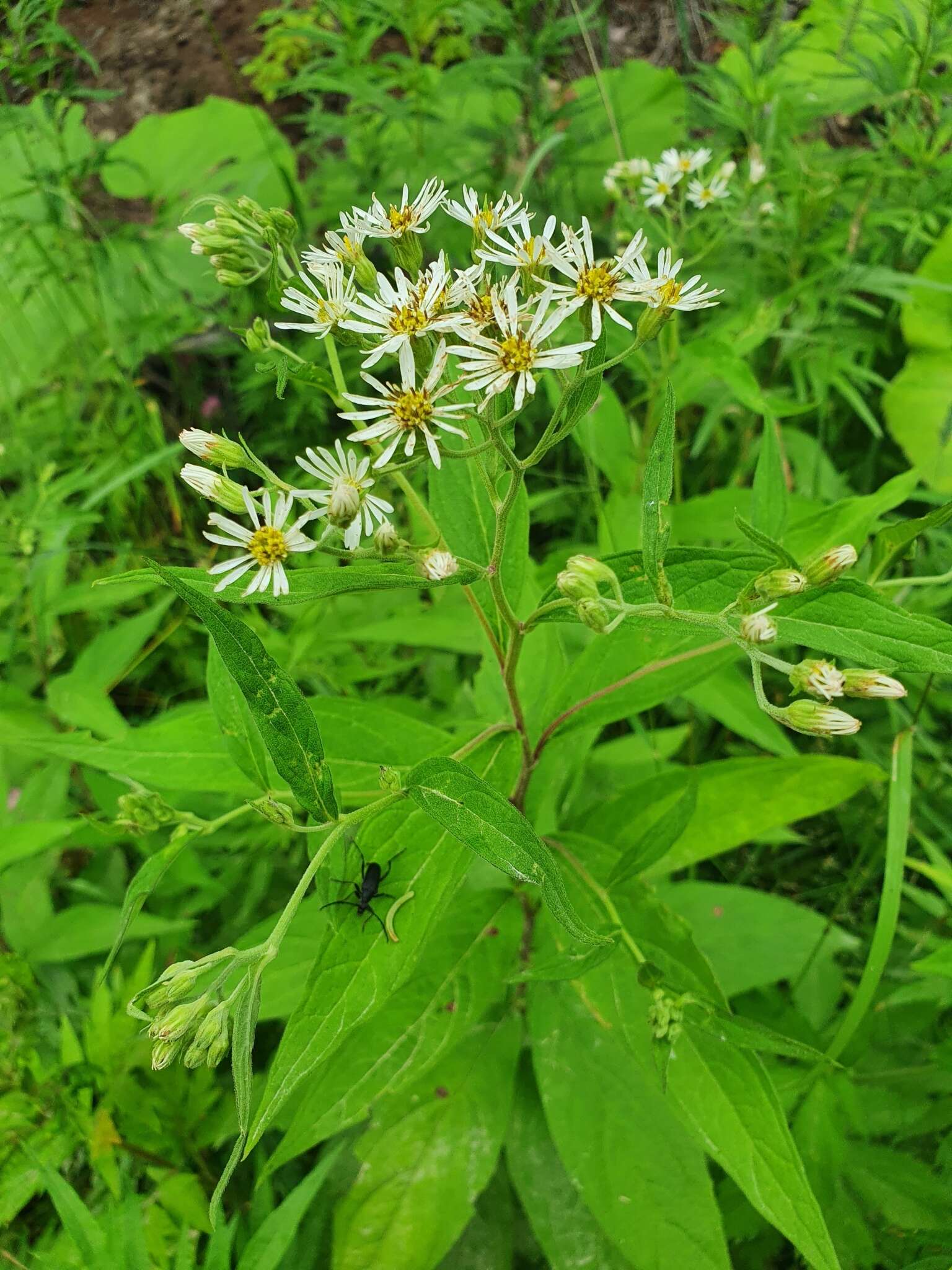 Image of Aster glehnii