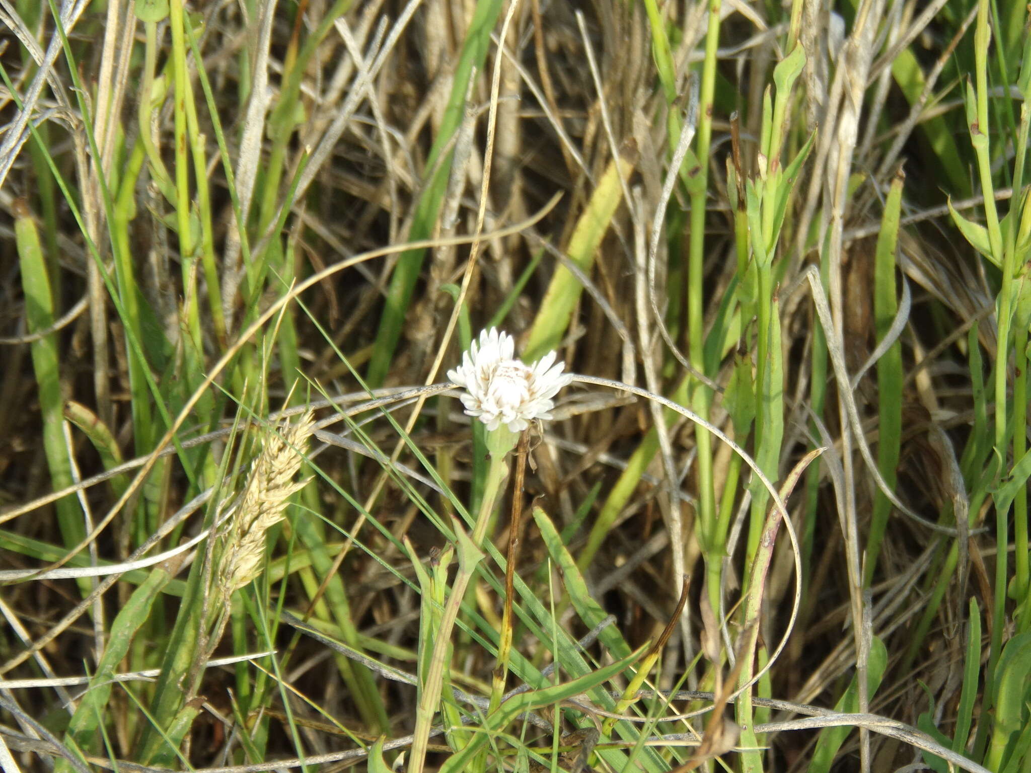 Image of Picrosia longifolia D. Don