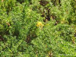 Image of Adenocarpus hispanicus (Lam.) DC.