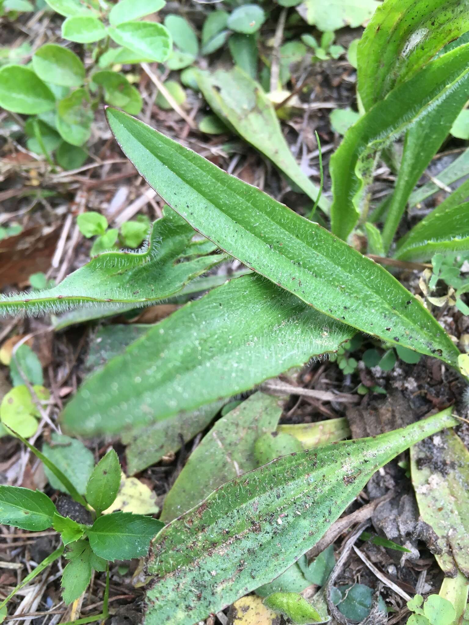 صورة Plantago sparsiflora Michx.