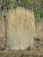 Image of Magnetic termite