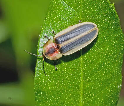 Image of Pyractomena angulata (Say 1825)