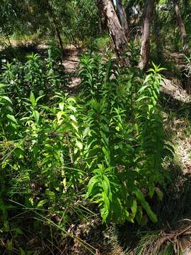 Image of Australian gypsywort