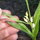 Image de Cephalanthera longibracteata Blume