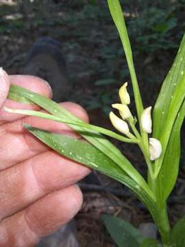 Cephalanthera longibracteata Blume的圖片