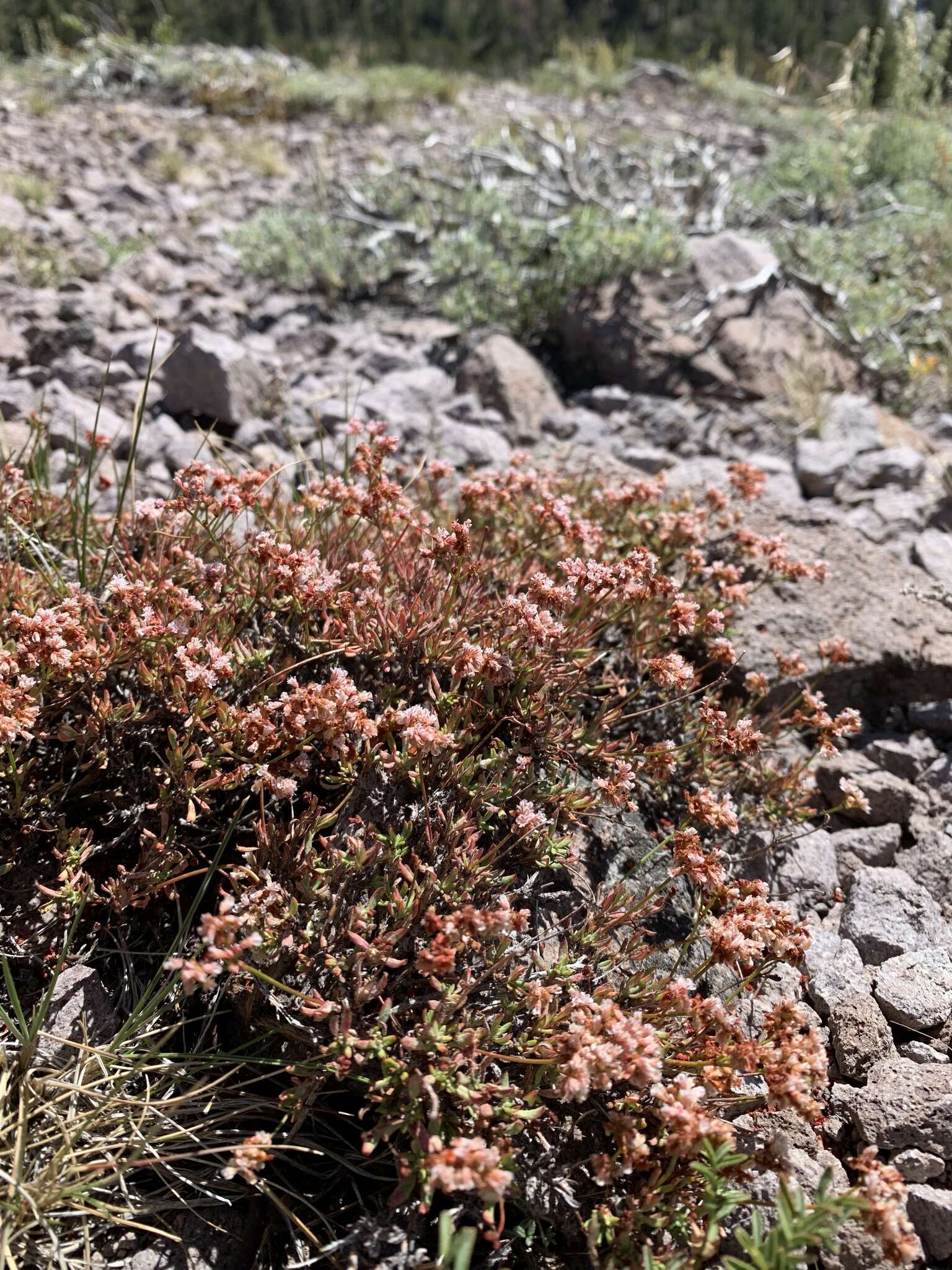 Image of Eriogonum microtheca var. alpinum Reveal