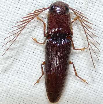 Image of <i>Dicrepidius palmatus</i>