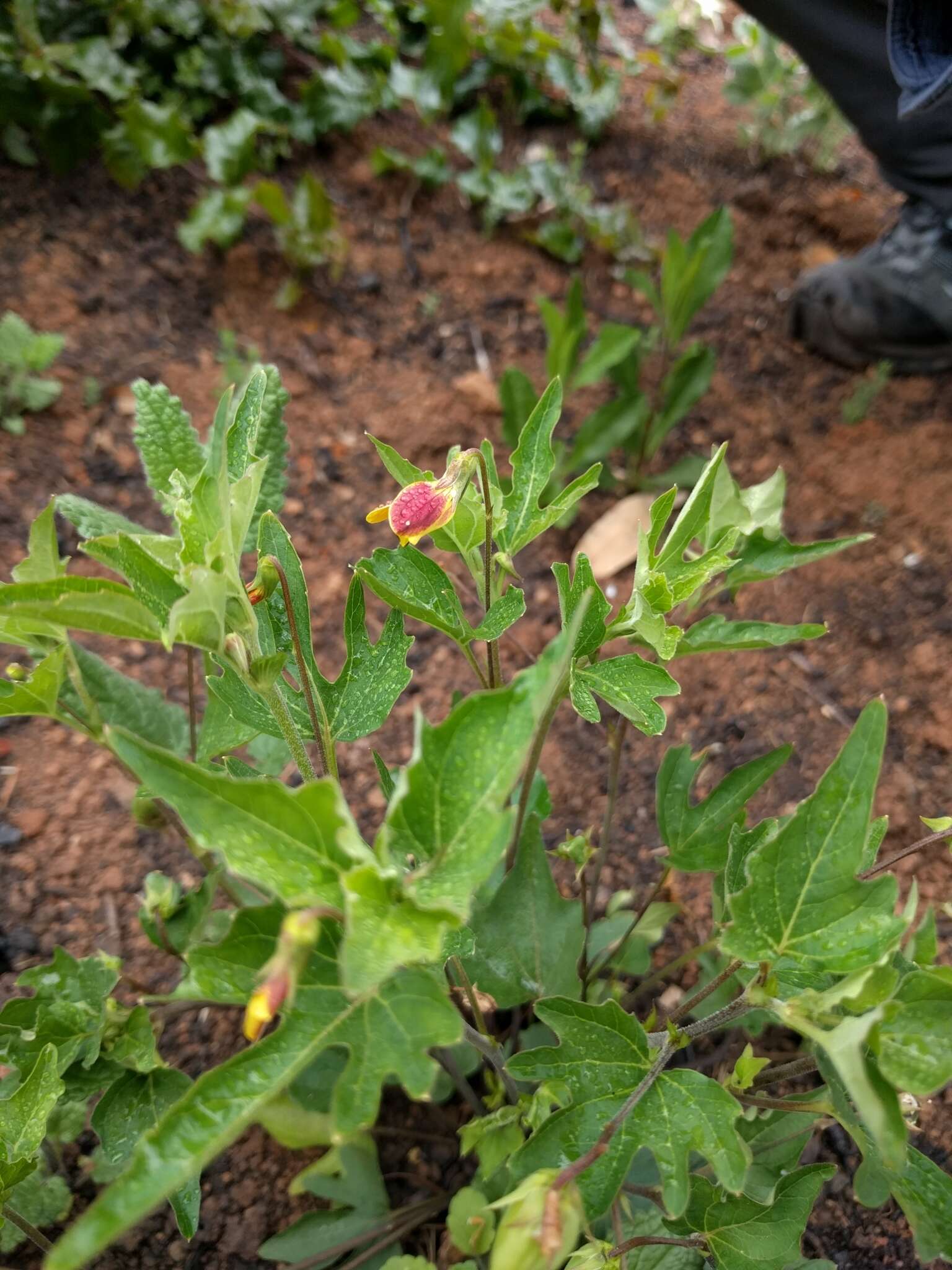 Image of pine violet